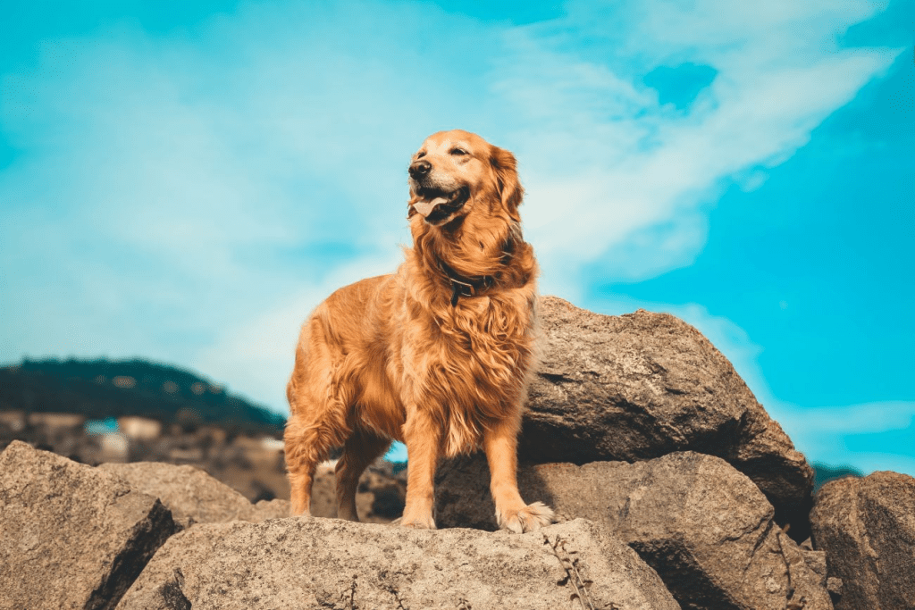 Голдън ретривърът е идеална порода за първо куче