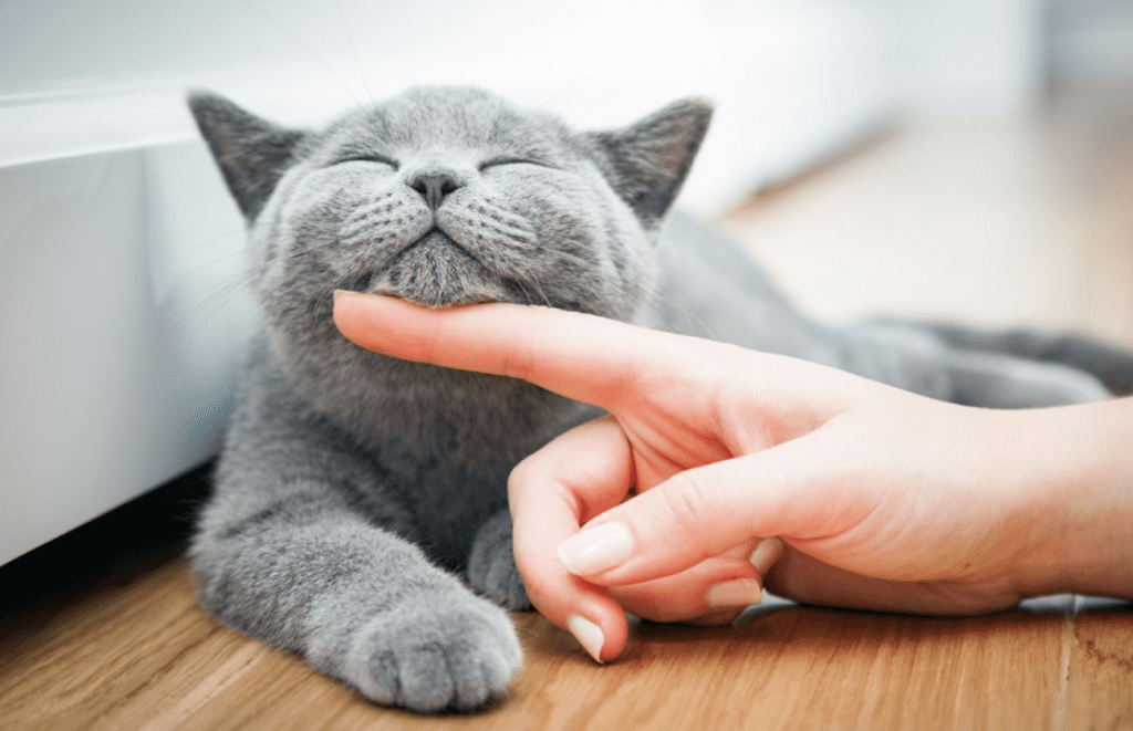 Щастлива котка, защото я галят