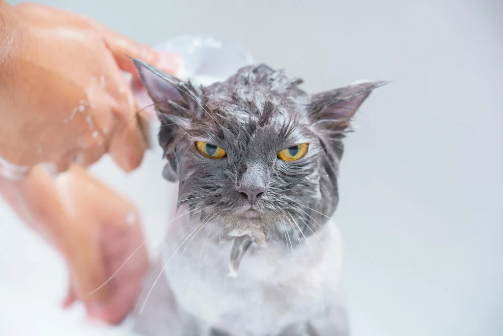 Котка, която я къпят