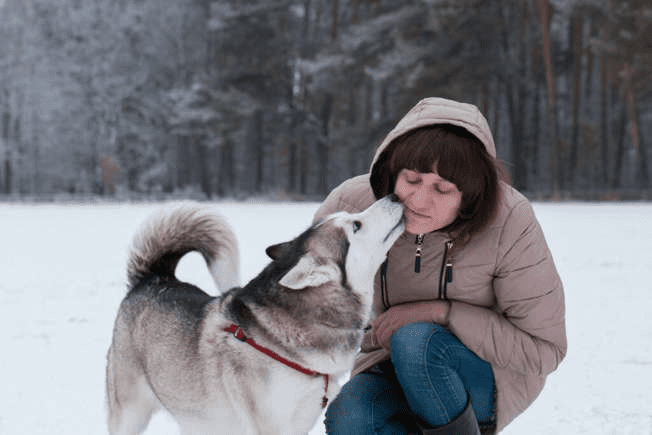Хъски целува бузата на своя стопанин