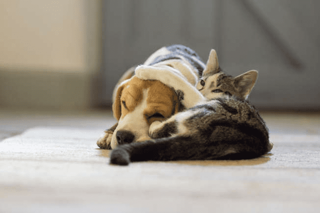 Котка гушка бигъл
