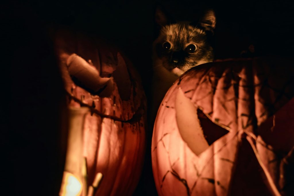 Котка на Хелоин